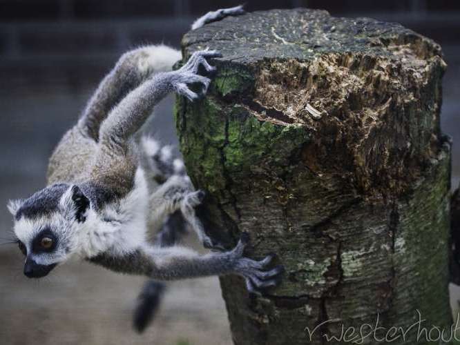 Dierentuin Landgoed Hoenderdaell