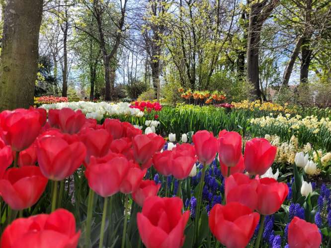 Poldertuin Anna Paulowna ( Der kleine Keukenhof)